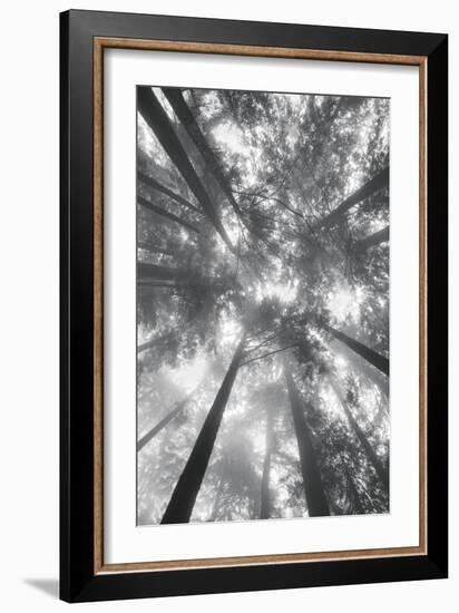 Fir Trees I-Alan Majchrowicz-Framed Photo