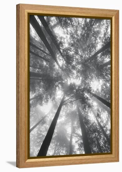 Fir Trees I-Alan Majchrowicz-Framed Stretched Canvas