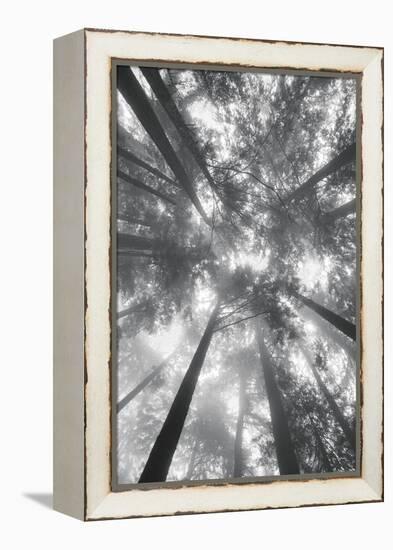 Fir Trees I-Alan Majchrowicz-Framed Stretched Canvas