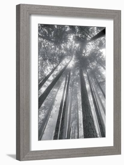 Fir Trees II-Alan Majchrowicz-Framed Photo