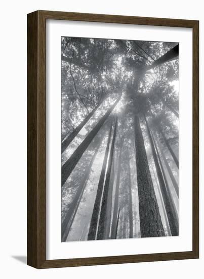 Fir Trees II-Alan Majchrowicz-Framed Photo