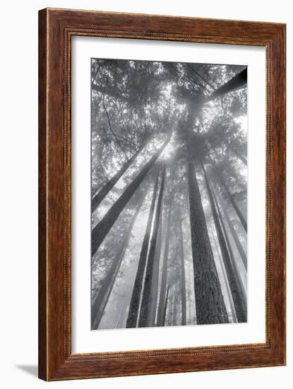 Fir Trees II-Alan Majchrowicz-Framed Photo