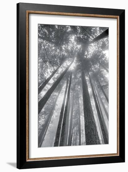 Fir Trees II-Alan Majchrowicz-Framed Photo