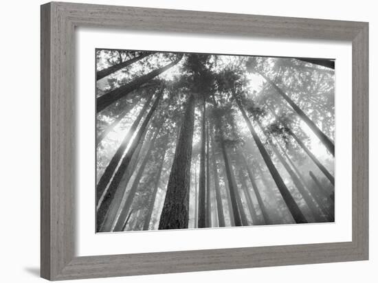 Fir Trees III-Alan Majchrowicz-Framed Photo