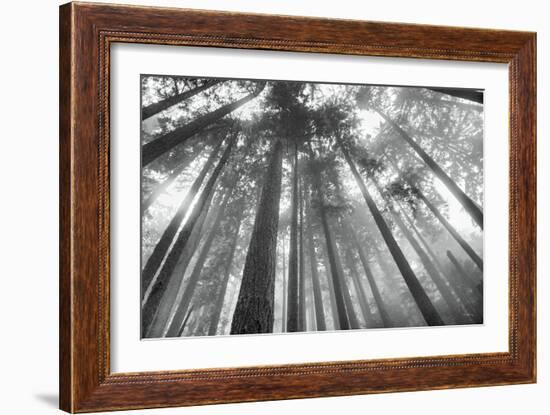 Fir Trees III-Alan Majchrowicz-Framed Photo