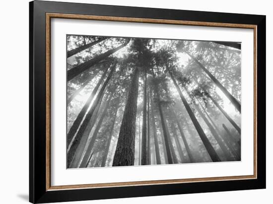 Fir Trees III-Alan Majchrowicz-Framed Photo