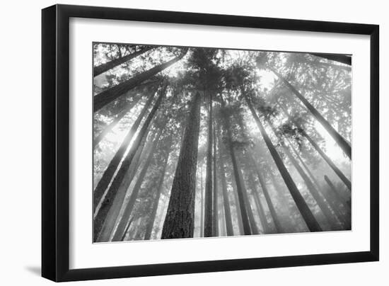 Fir Trees III-Alan Majchrowicz-Framed Photo