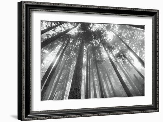 Fir Trees III-Alan Majchrowicz-Framed Photo