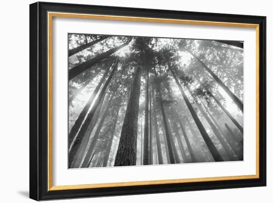 Fir Trees III-Alan Majchrowicz-Framed Photo