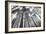 Fir Trees III-Alan Majchrowicz-Framed Photo