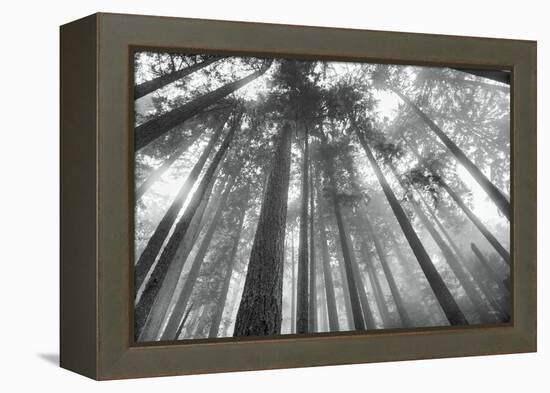 Fir Trees III-Alan Majchrowicz-Framed Stretched Canvas