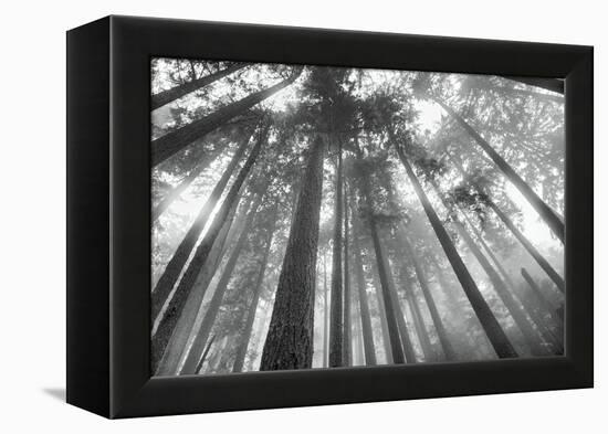 Fir Trees III-Alan Majchrowicz-Framed Stretched Canvas