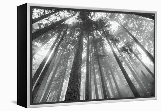 Fir Trees III-Alan Majchrowicz-Framed Stretched Canvas