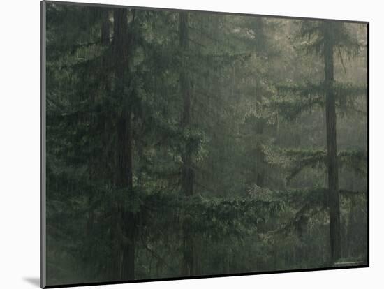 Fir Trees in Rain, Oregon, United States of America, North America-Colin Brynn-Mounted Photographic Print