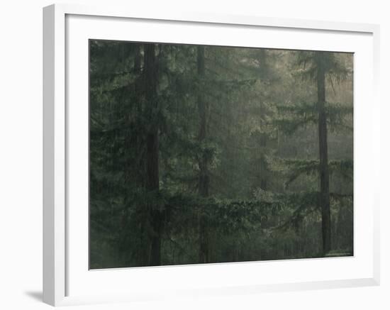 Fir Trees in Rain, Oregon, United States of America, North America-Colin Brynn-Framed Photographic Print