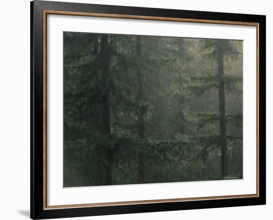 Fir Trees in Rain, Oregon, United States of America, North America-Colin Brynn-Framed Photographic Print