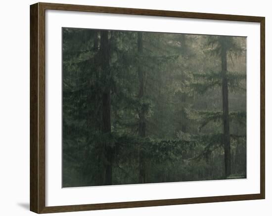 Fir Trees in Rain, Oregon, United States of America, North America-Colin Brynn-Framed Photographic Print