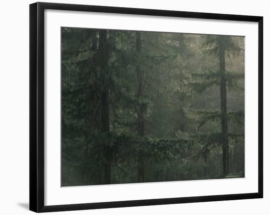 Fir Trees in Rain, Oregon, United States of America, North America-Colin Brynn-Framed Photographic Print