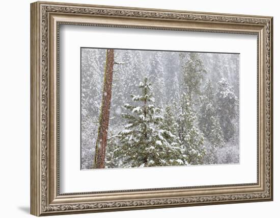 Fir Trees in Snowfall, Oakhurst California, USA-Jaynes Gallery-Framed Photographic Print