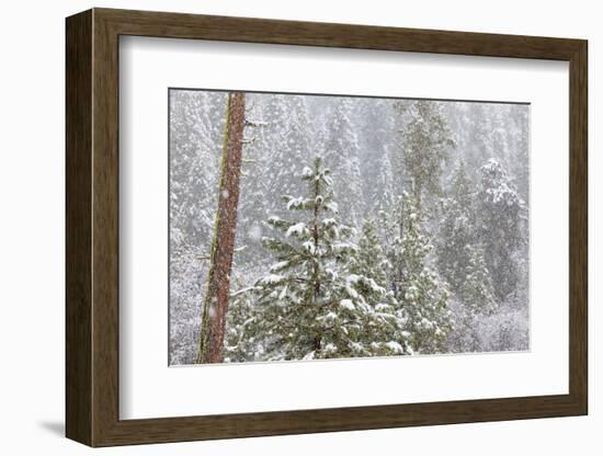 Fir Trees in Snowfall, Oakhurst California, USA-Jaynes Gallery-Framed Photographic Print