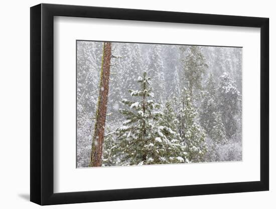 Fir Trees in Snowfall, Oakhurst California, USA-Jaynes Gallery-Framed Photographic Print