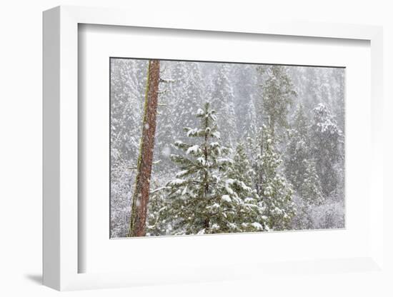 Fir Trees in Snowfall, Oakhurst California, USA-Jaynes Gallery-Framed Photographic Print