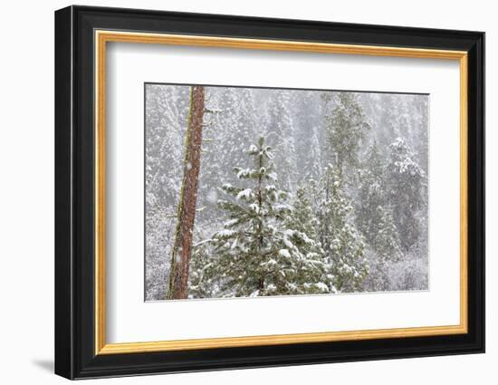 Fir Trees in Snowfall, Oakhurst California, USA-Jaynes Gallery-Framed Photographic Print