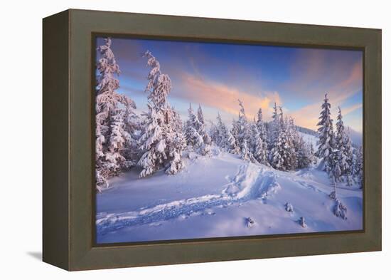 Fir Trees under the Snow. Mountain Forest in Winter. Christmas Landscape. the Path in the Snow. Car-Kotenko-Framed Premier Image Canvas