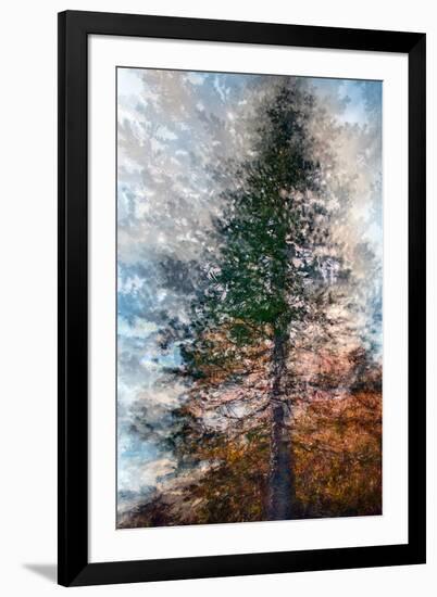 Fir-Ursula Abresch-Framed Photographic Print