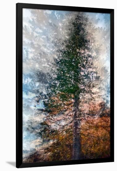 Fir-Ursula Abresch-Framed Photographic Print