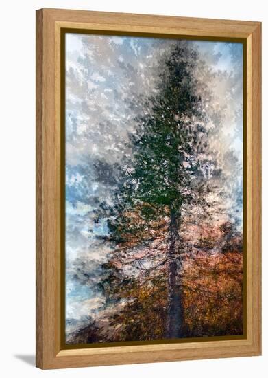 Fir-Ursula Abresch-Framed Premier Image Canvas