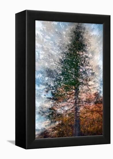 Fir-Ursula Abresch-Framed Premier Image Canvas