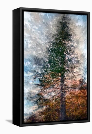 Fir-Ursula Abresch-Framed Premier Image Canvas