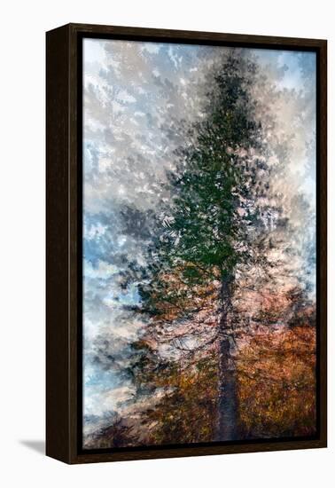 Fir-Ursula Abresch-Framed Premier Image Canvas