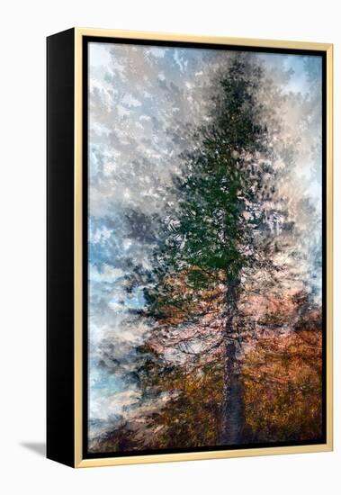 Fir-Ursula Abresch-Framed Premier Image Canvas