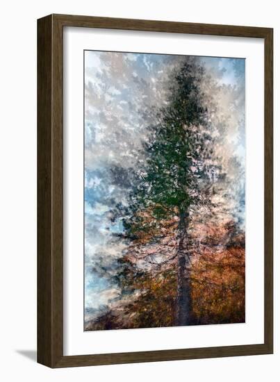 Fir-Ursula Abresch-Framed Photographic Print