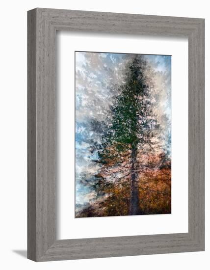 Fir-Ursula Abresch-Framed Photographic Print