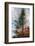 Fir-Ursula Abresch-Framed Photographic Print