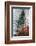 Fir-Ursula Abresch-Framed Photographic Print