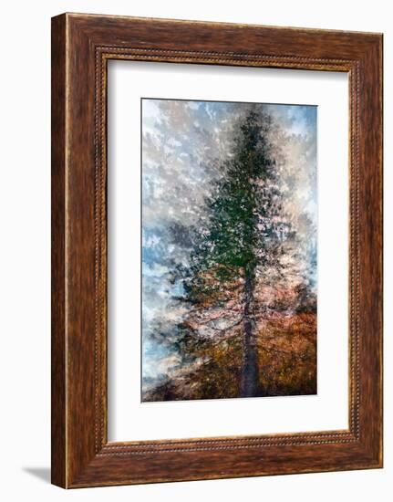 Fir-Ursula Abresch-Framed Photographic Print