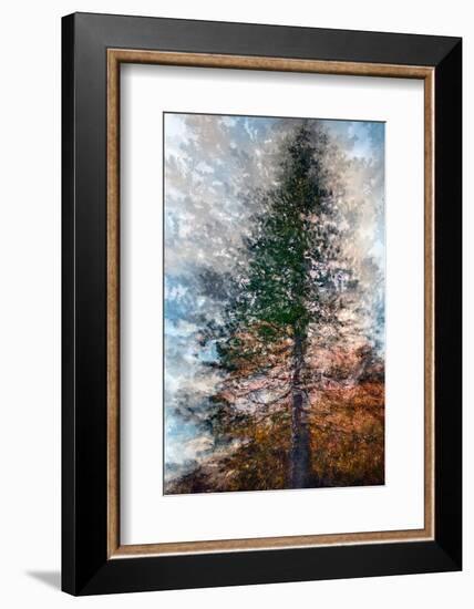 Fir-Ursula Abresch-Framed Photographic Print