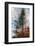 Fir-Ursula Abresch-Framed Photographic Print