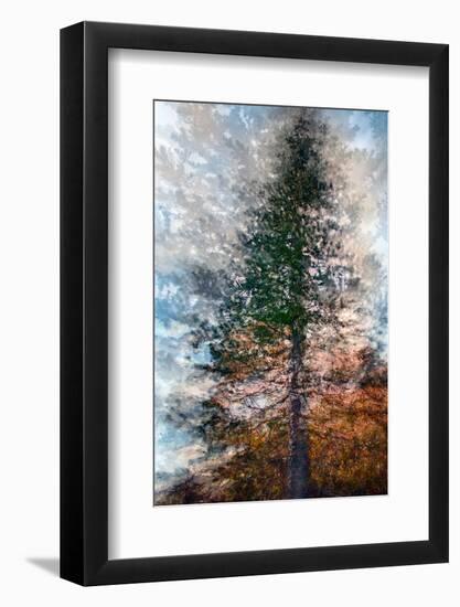 Fir-Ursula Abresch-Framed Photographic Print