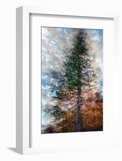 Fir-Ursula Abresch-Framed Photographic Print