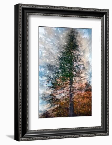 Fir-Ursula Abresch-Framed Photographic Print