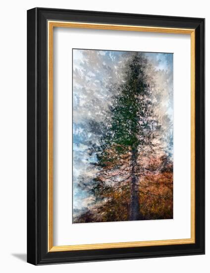 Fir-Ursula Abresch-Framed Photographic Print