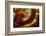 Fire Agate-Darrell Gulin-Framed Photographic Print