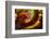 Fire Agate-Darrell Gulin-Framed Photographic Print