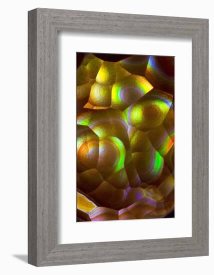 Fire Agate-Darrell Gulin-Framed Photographic Print