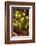 Fire Agate-Darrell Gulin-Framed Photographic Print